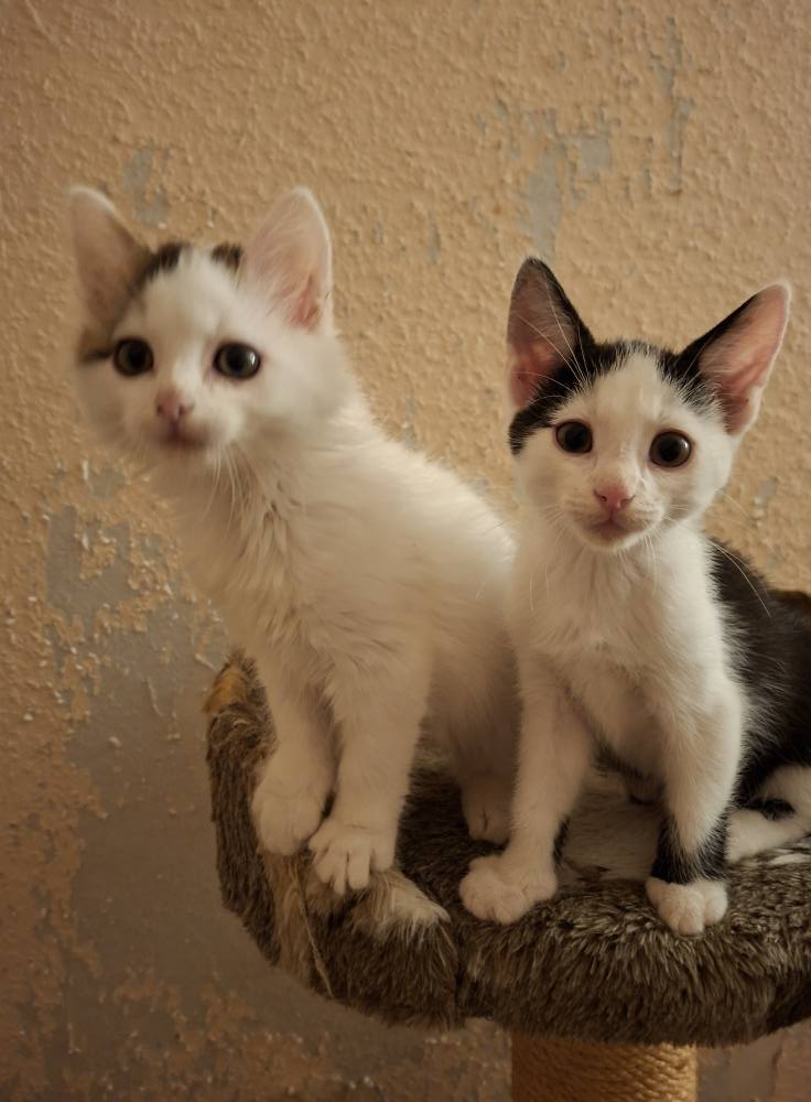 Sechs kleine Fressraupen