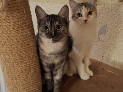 Zwei wunderschöne Mädels