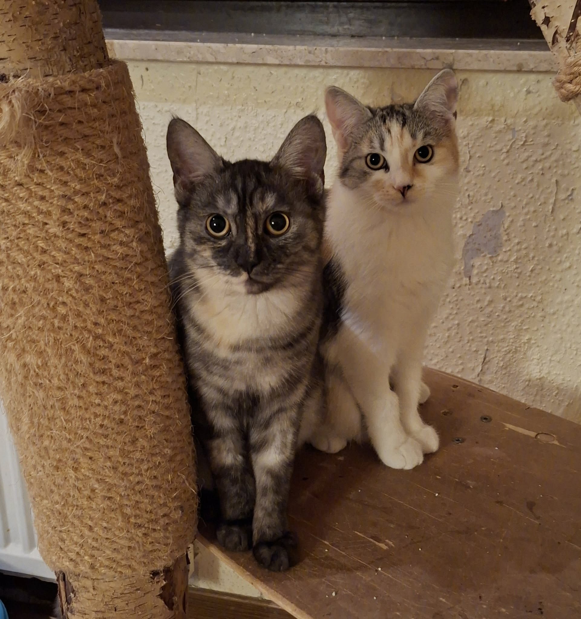 Zwei wunderschöne Mädels