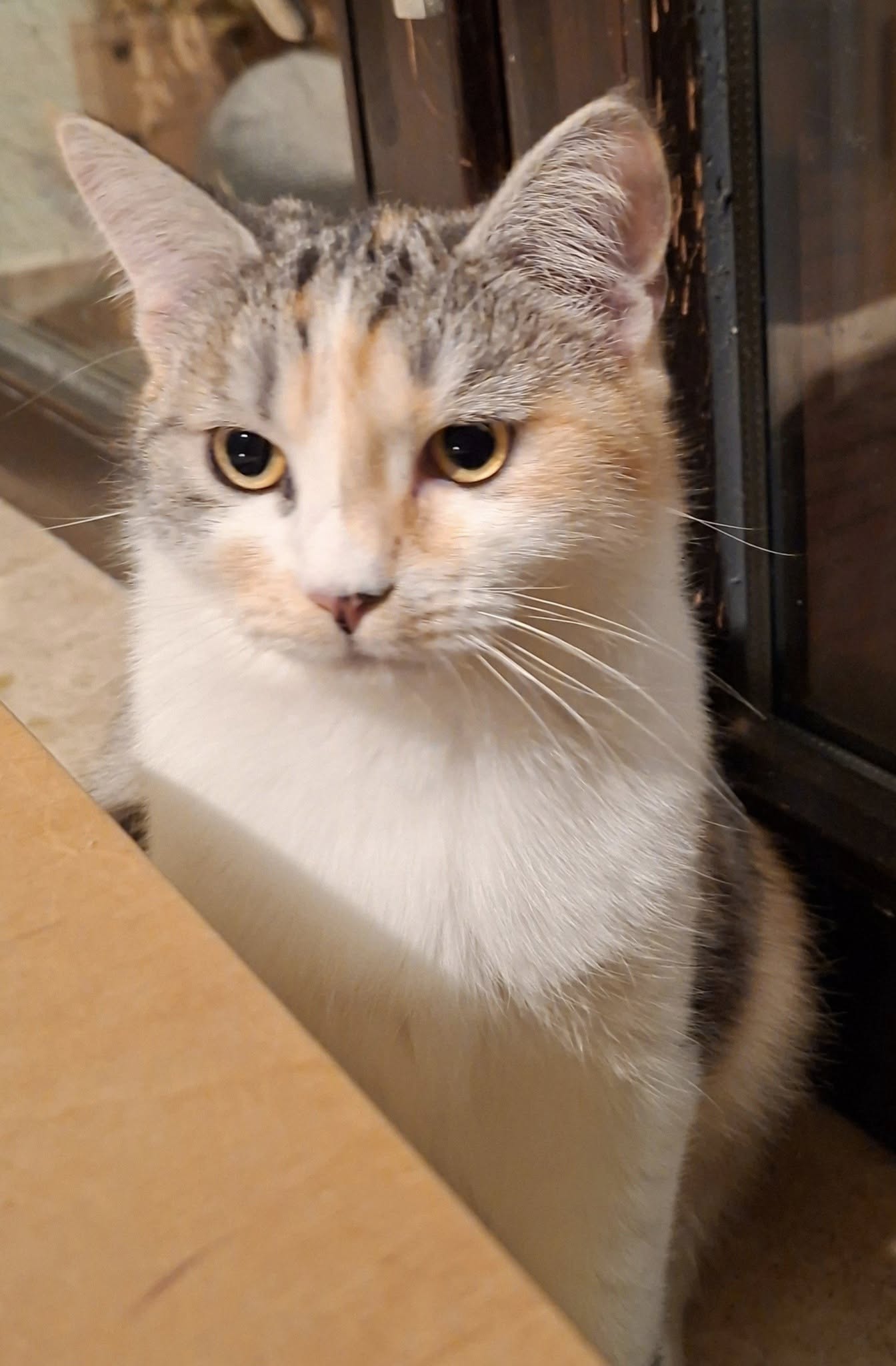 Zwei wunderschöne Mädels