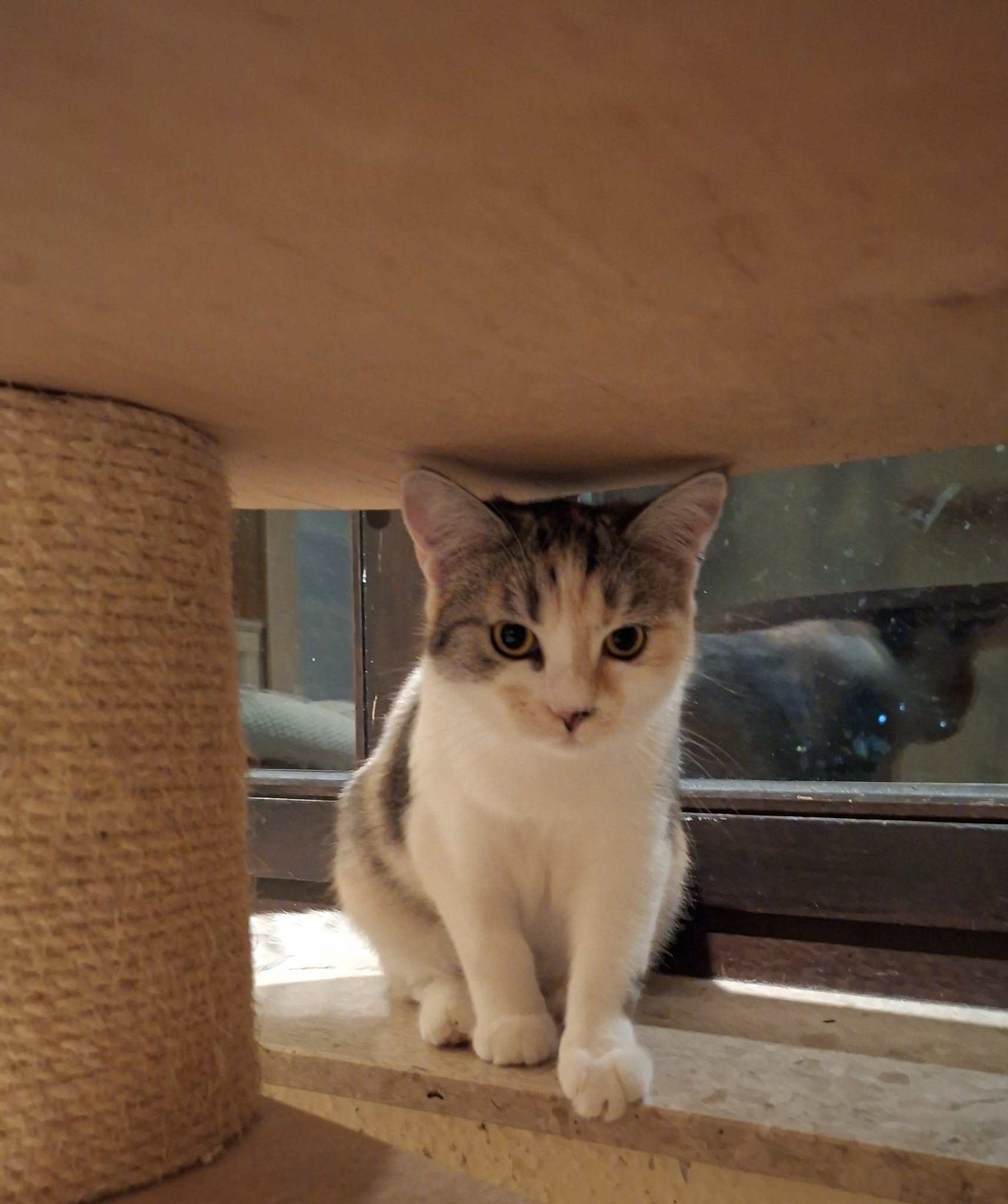 Zwei wunderschöne Mädels