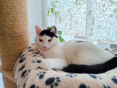 Bulut, Shecker, Tutuk & Dumen