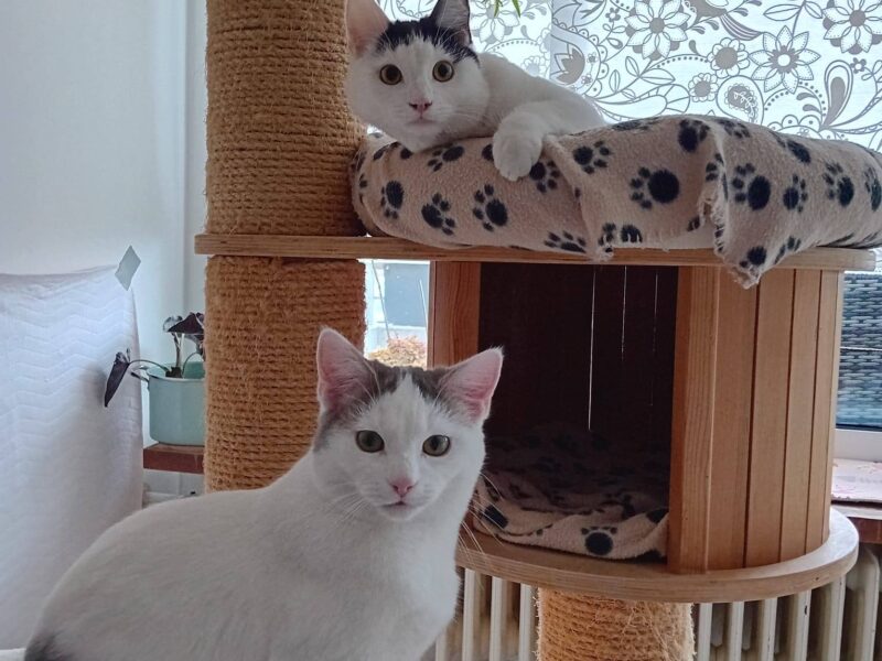 Bulut, Shecker, Tutuk & Dumen