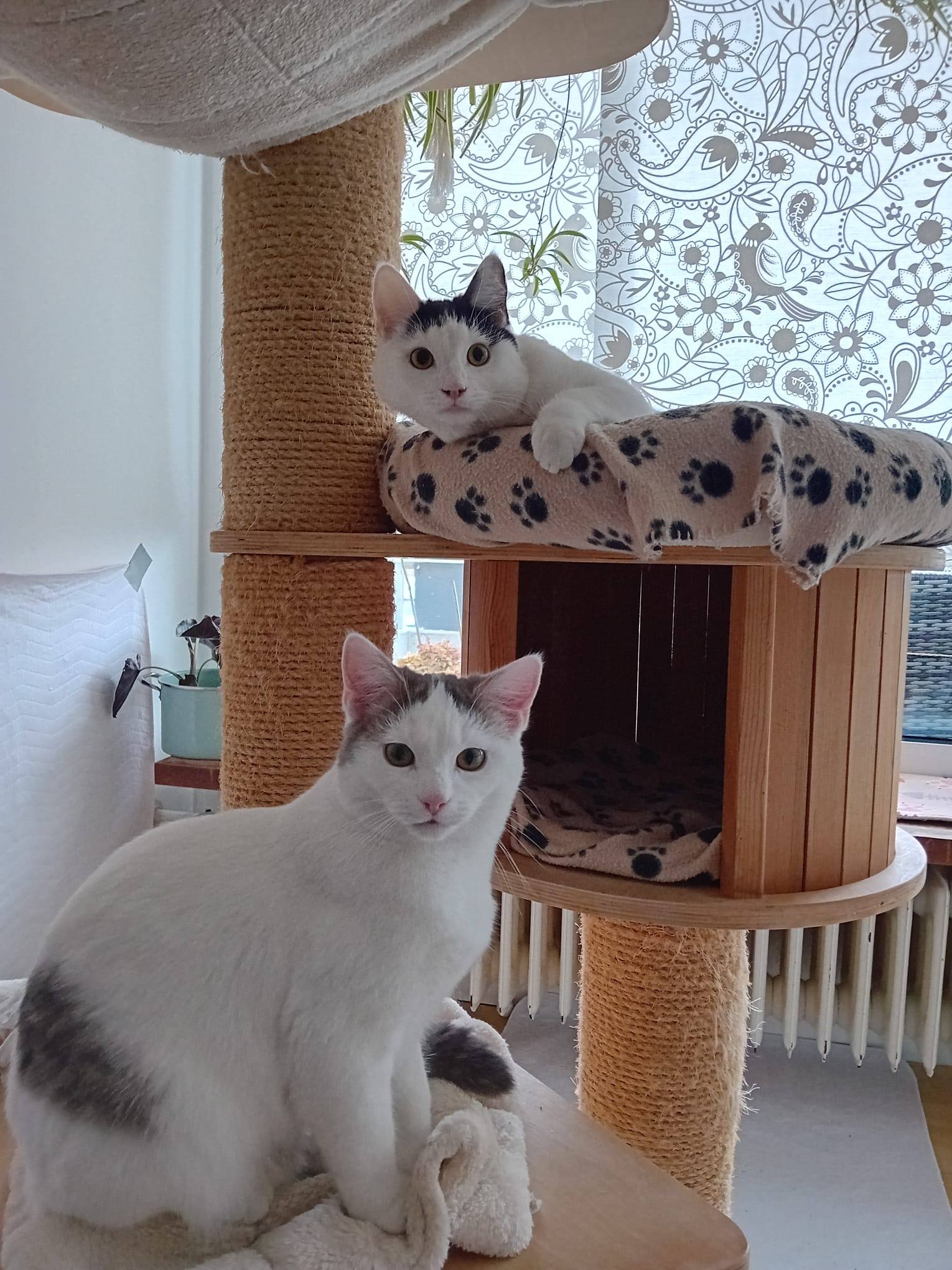 Bulut, Shecker, Tutuk & Dumen