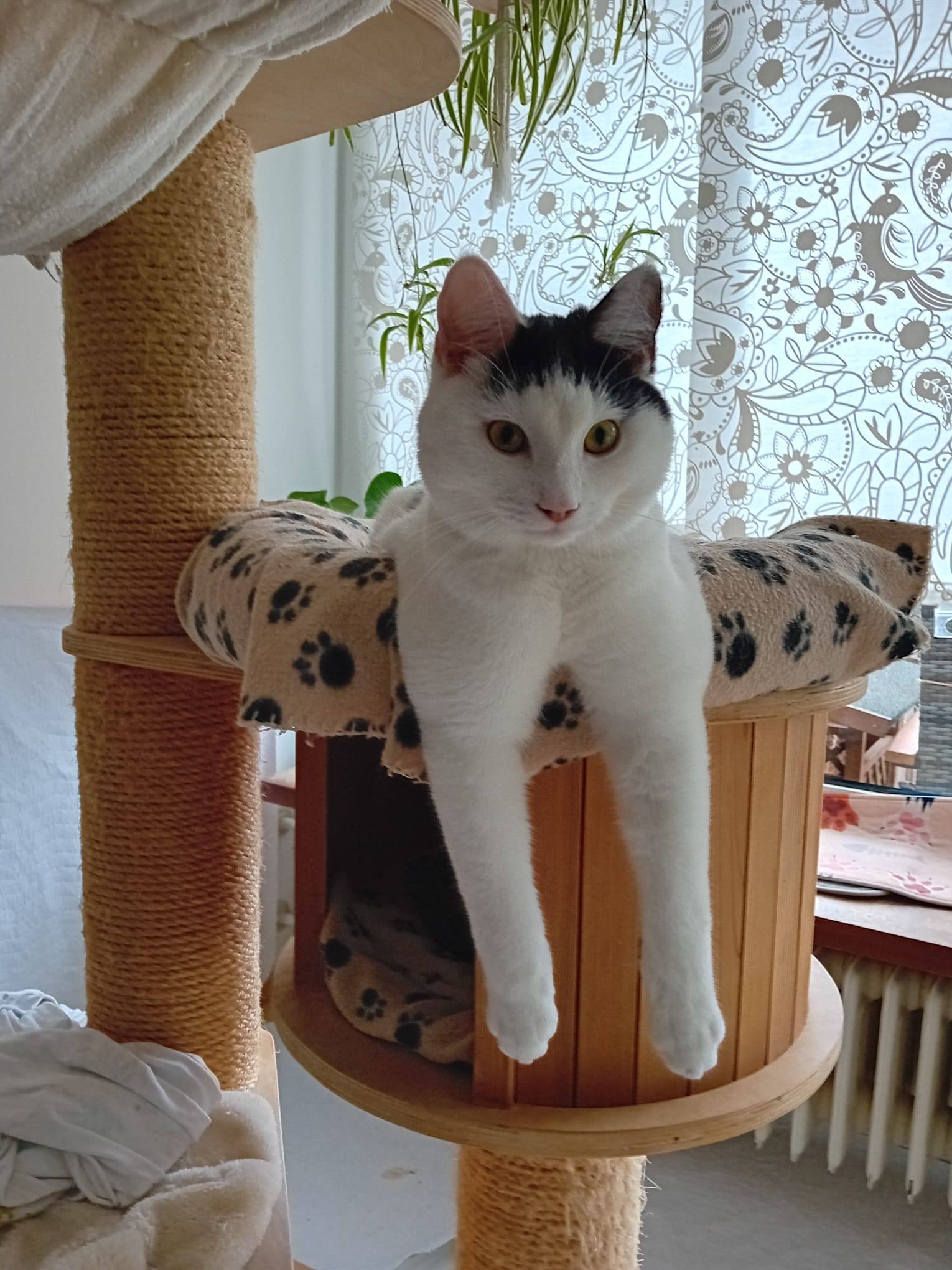 Bulut, Shecker, Tutuk & Dumen