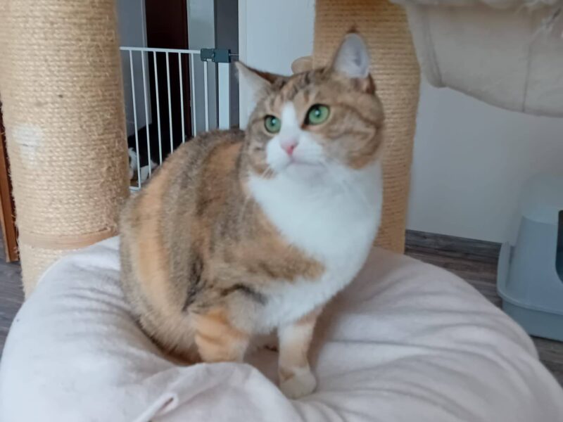Maya