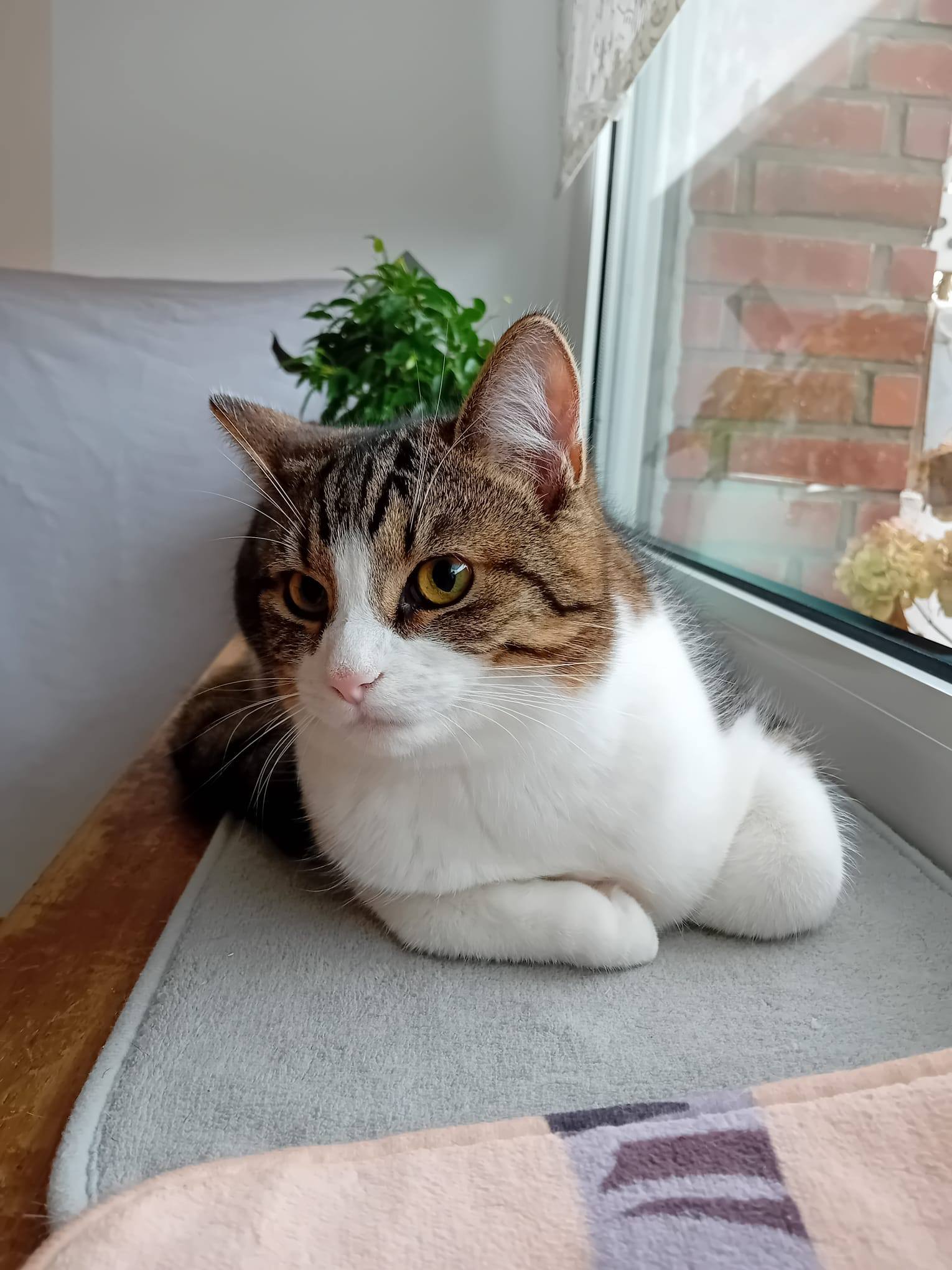 Bulut, Shecker, Tutuk & Dumen