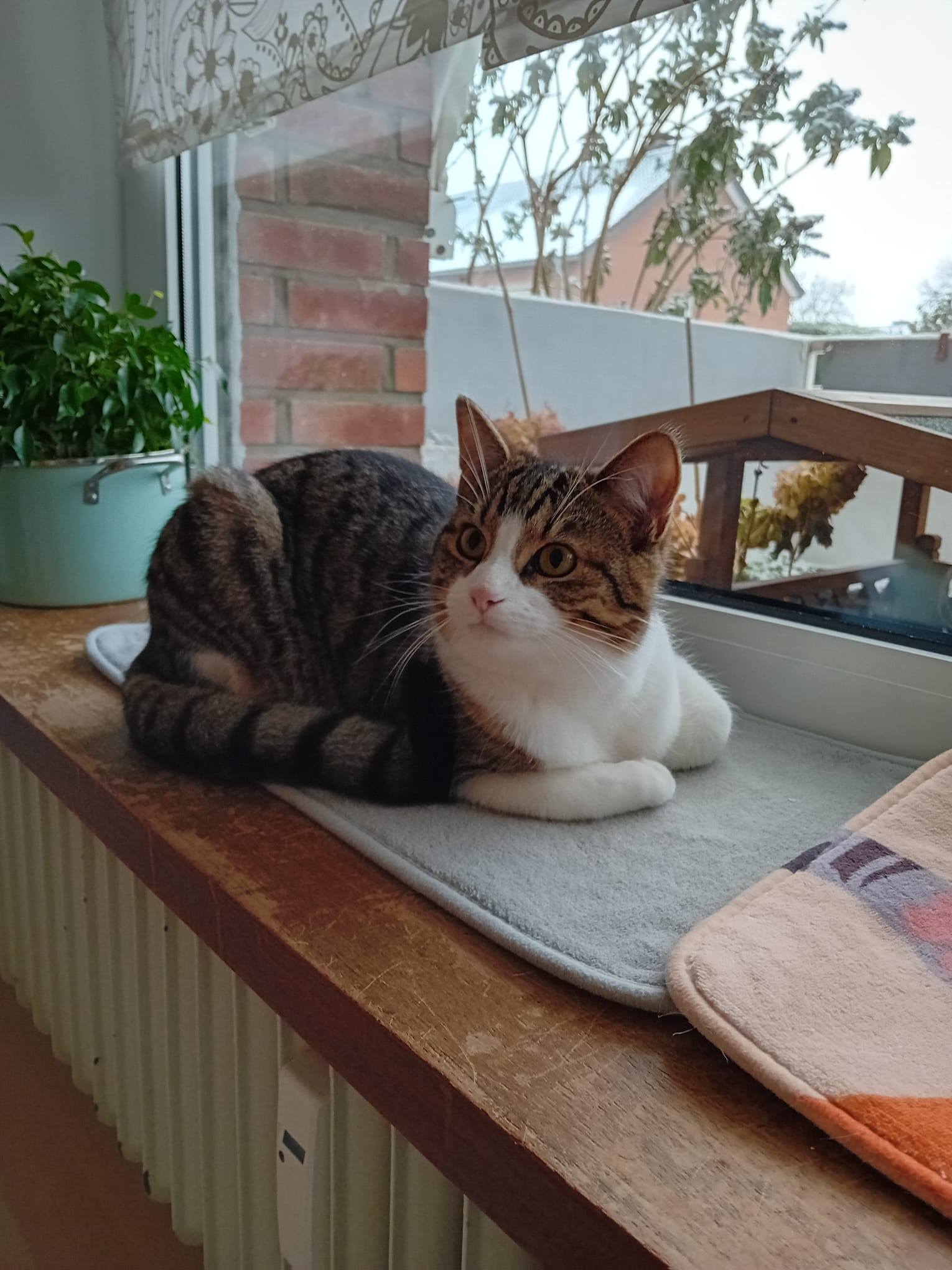 Bulut, Shecker, Tutuk & Dumen