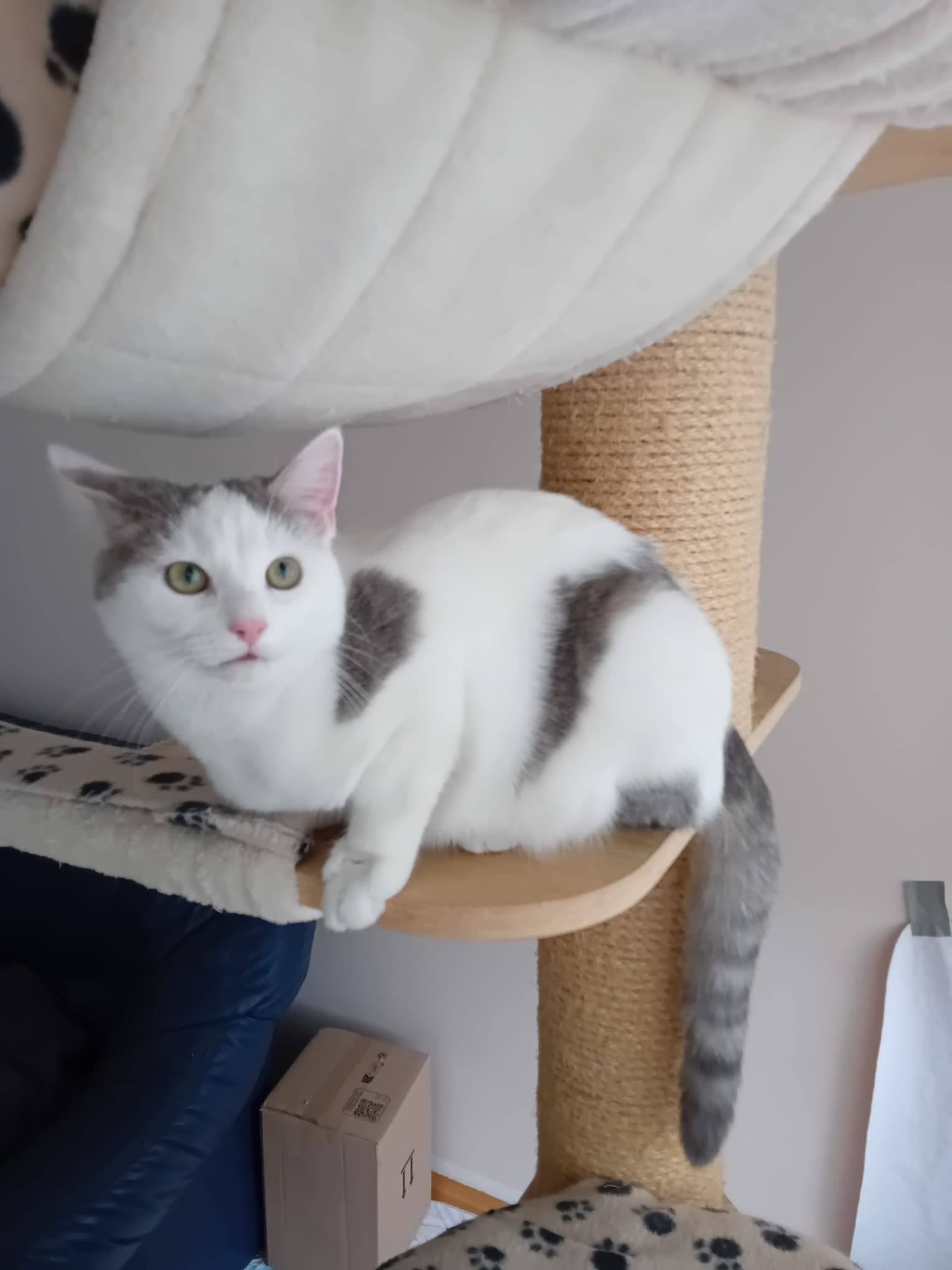 Bulut, Shecker, Tutuk & Dumen