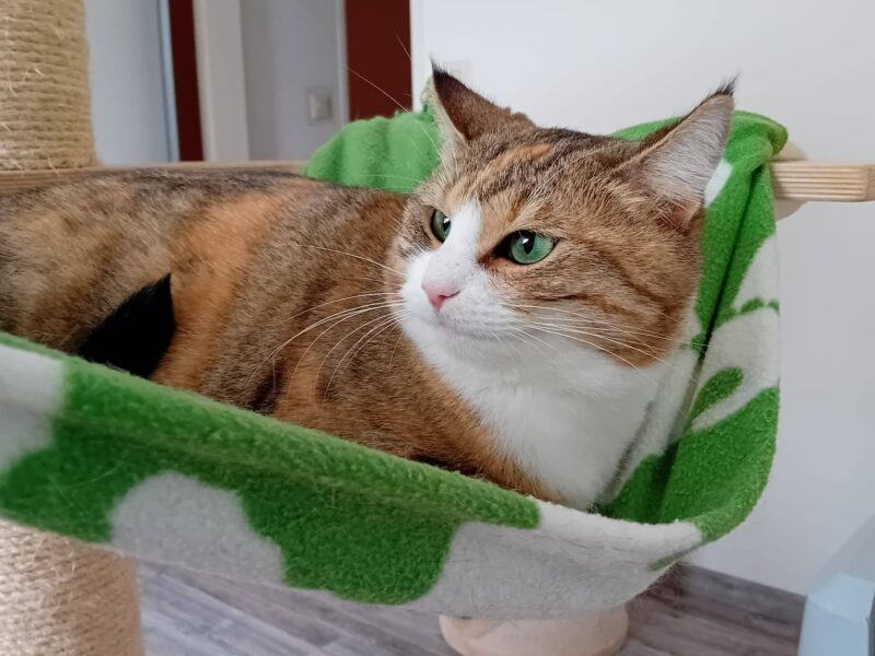 Maya
