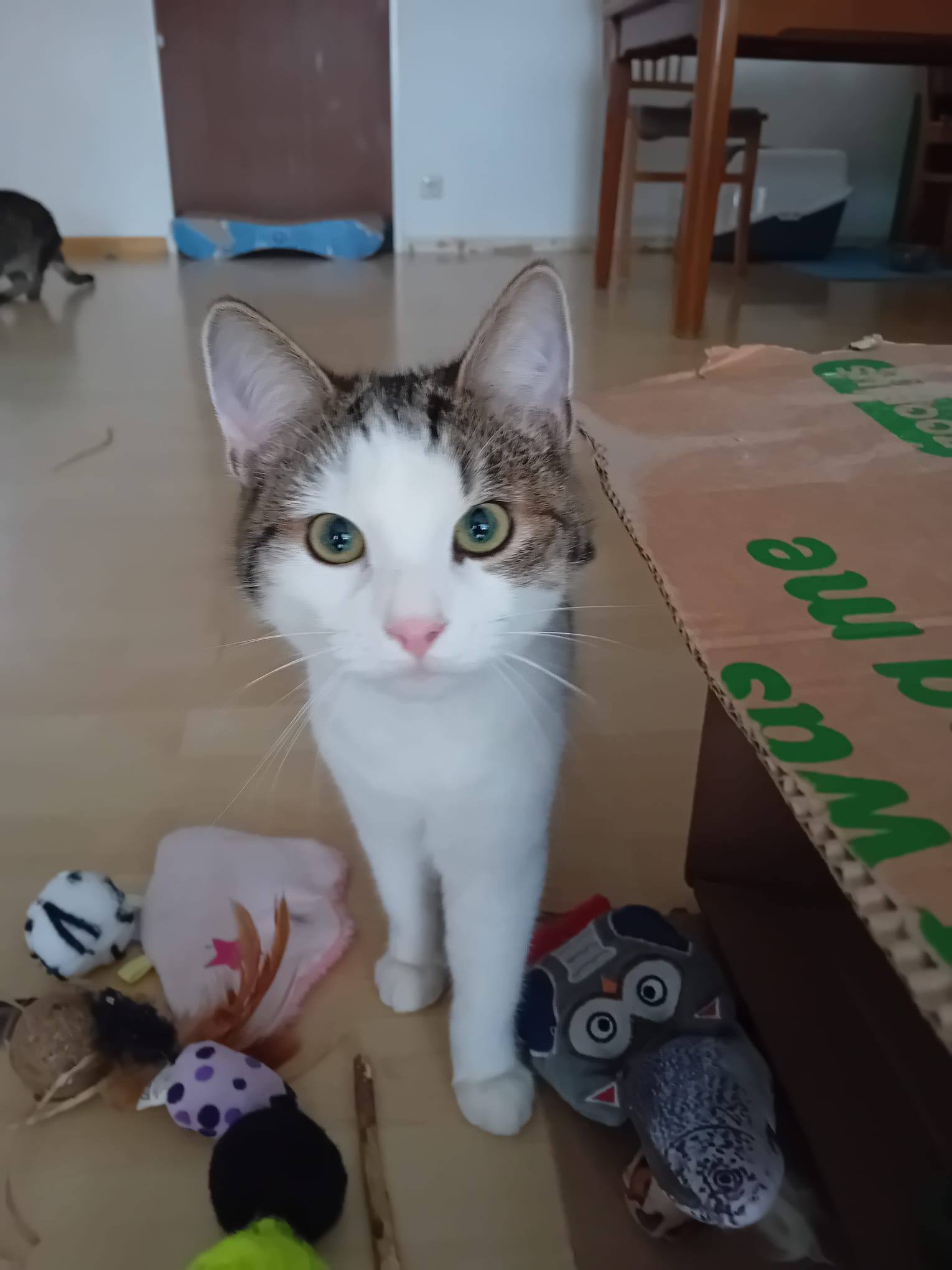 Bulut, Shecker, Tutuk & Dumen