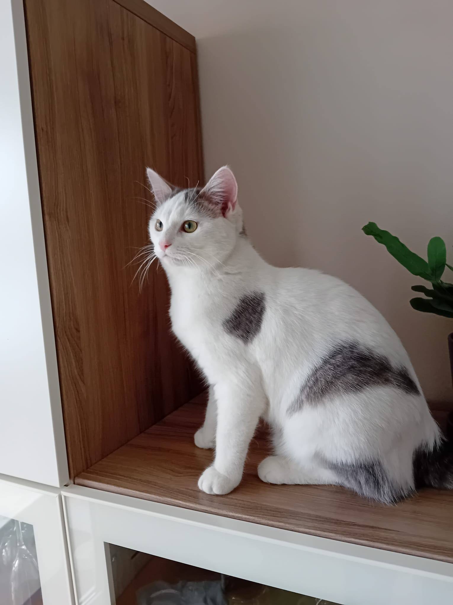 Bulut, Shecker, Tutuk & Dumen