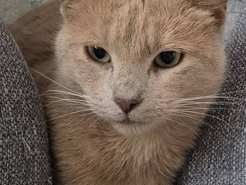 Petsy