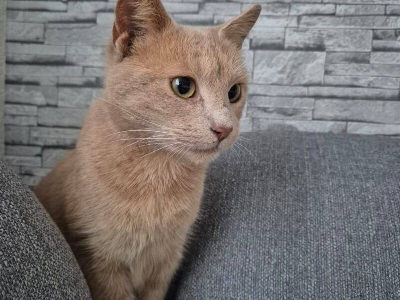 Petsy
