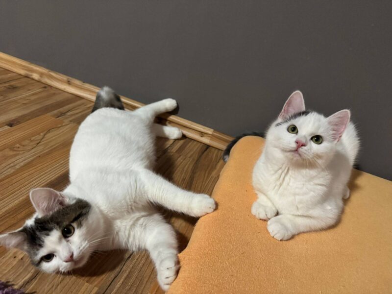 Marie & Anton
