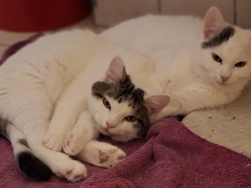 Marie & Anton