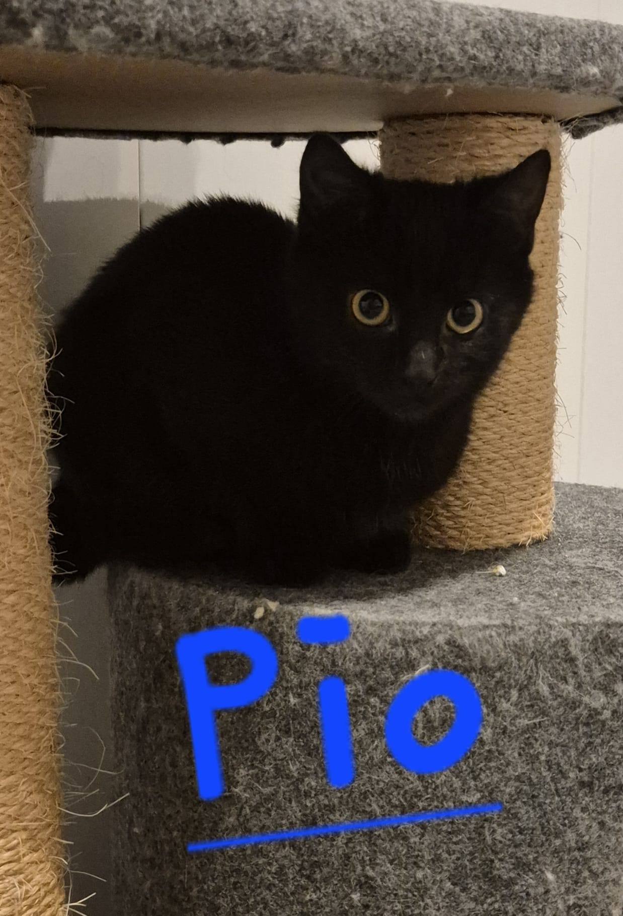 Frieda, Fietje, Minnou, Minnak, Pio und Shira