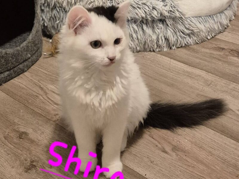 Frieda, Fietje, Minnou, Minnak, Pio und Shira