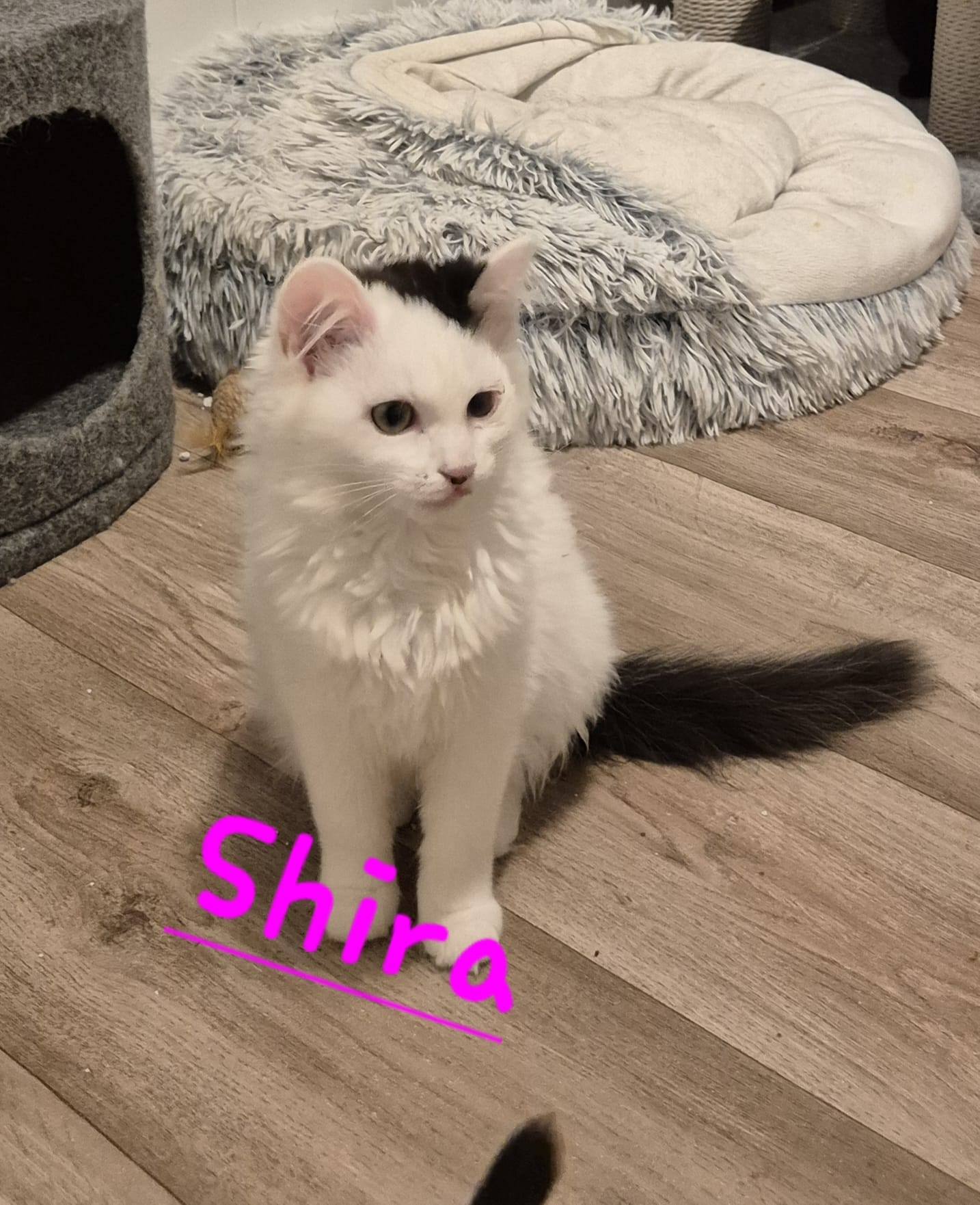 Frieda, Fietje, Minnou, Minnak, Pio und Shira