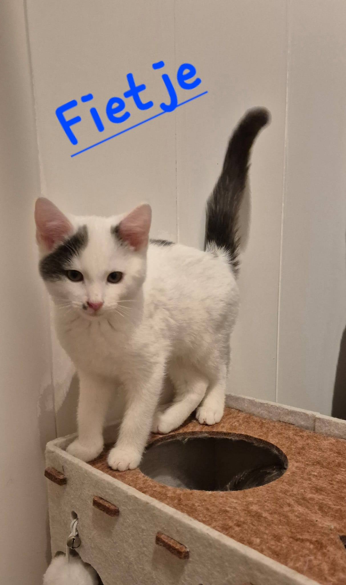 Frieda, Fietje, Minnou, Minnak, Pio und Shira