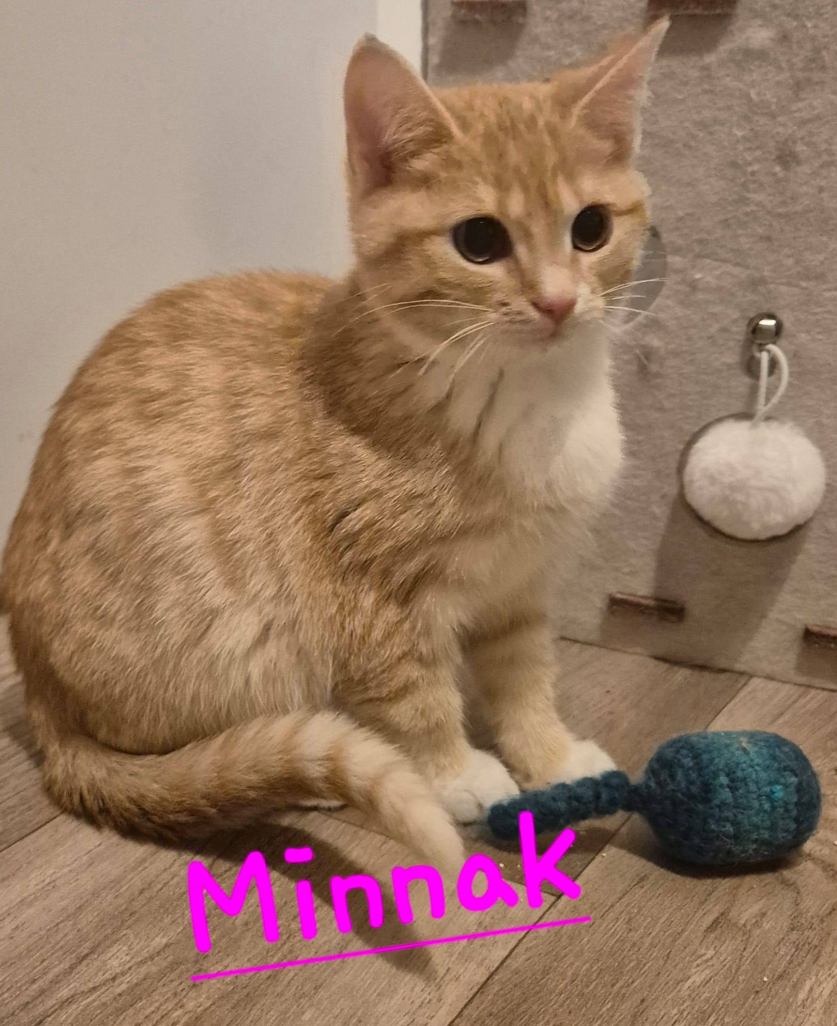 Frieda, Fietje, Minnou, Minnak, Pio und Shira