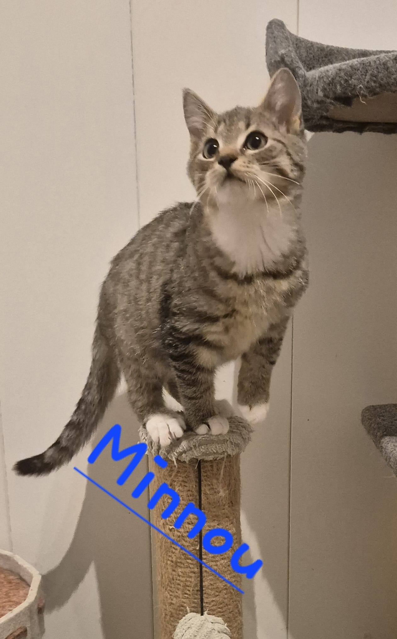 Frieda, Fietje, Minnou, Minnak, Pio und Shira