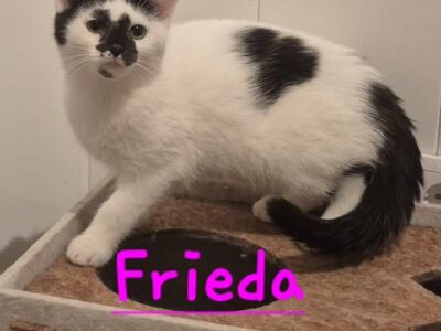 Frieda, Fietje, Minnou, Minnak, Pio und Shira