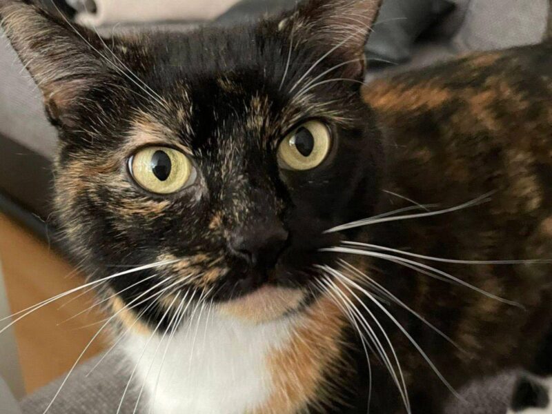 Kiki