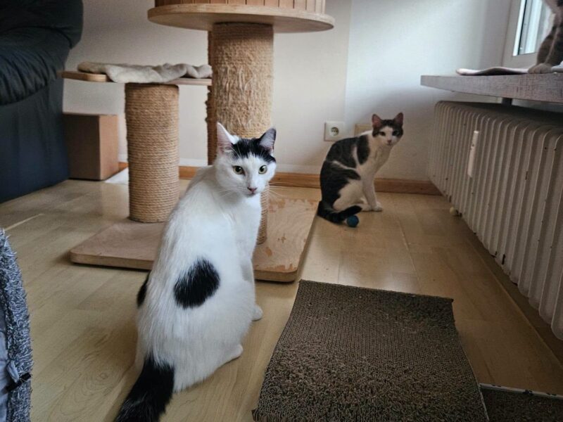 Bulut und Duman